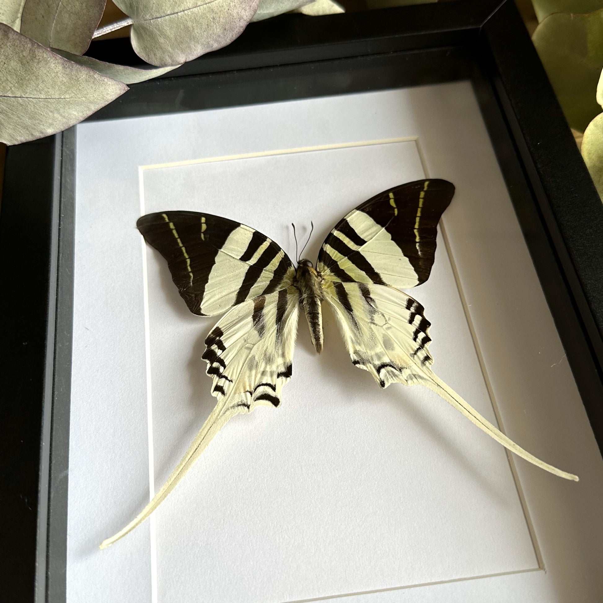 Giant Swordtail Butterfly (Graphium androcles) in a shadow box frame