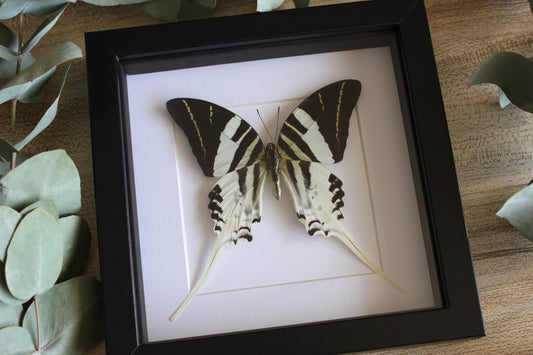 Giant swordtail butterfly (Graphium androcles) in a black shadow box frame