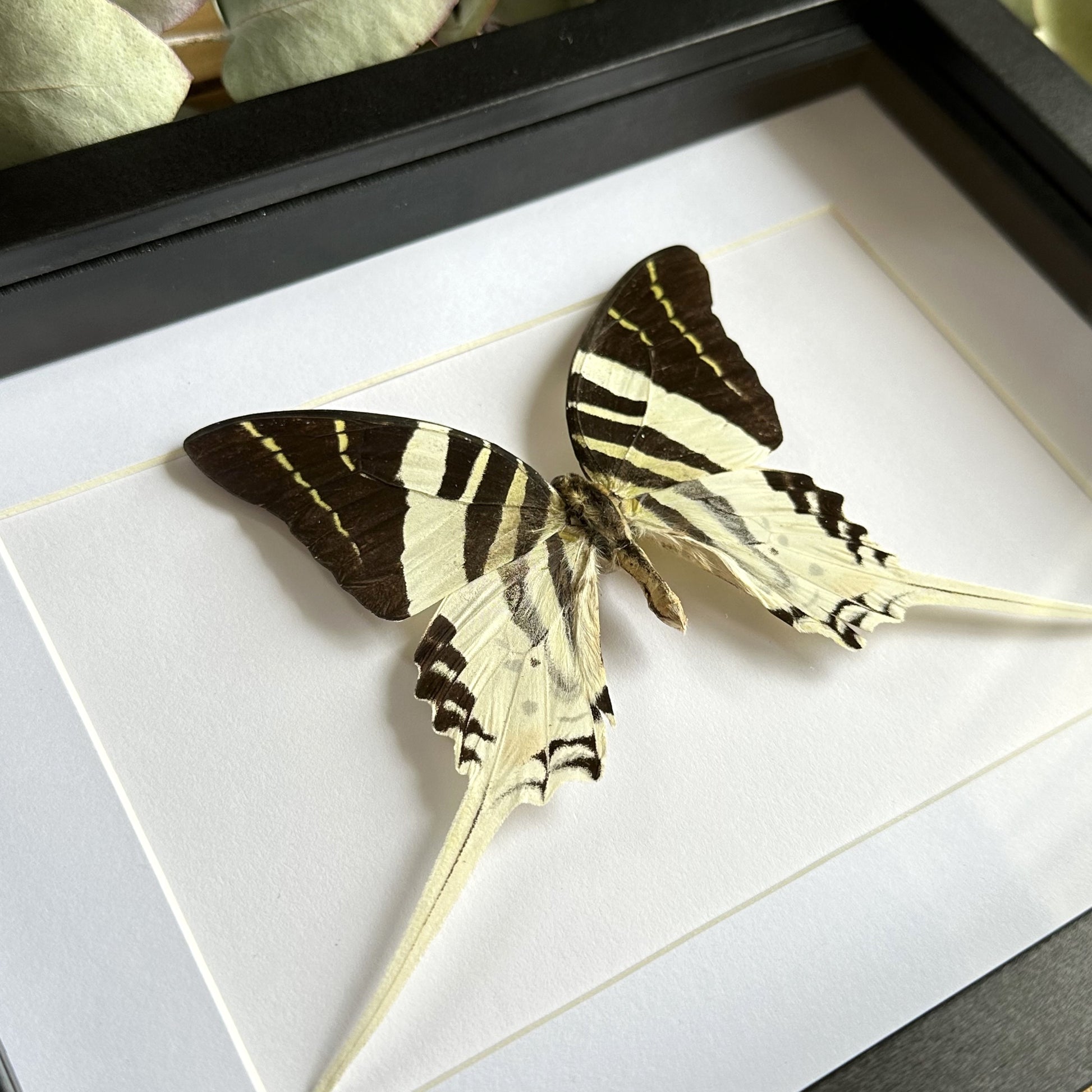 Giant Swordtail Butterfly (Graphium androcles) in a shadow box frame