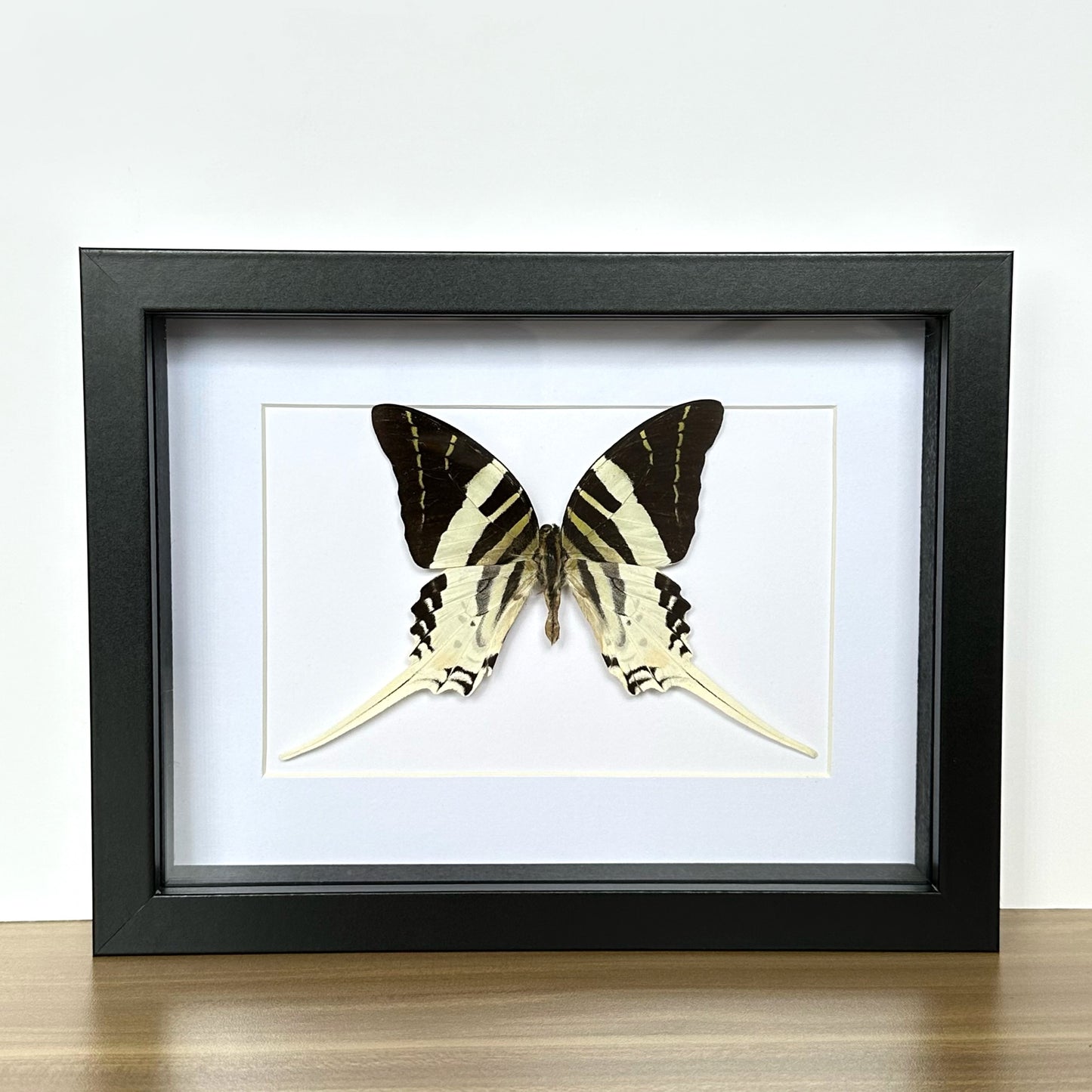 Giant Swordtail Butterfly (Graphium androcles) in a shadow box frame