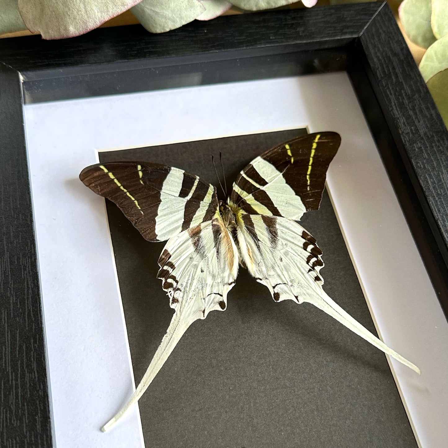 Giant Swordtail Butterfly (Graphium androcles) in a shadow box frame