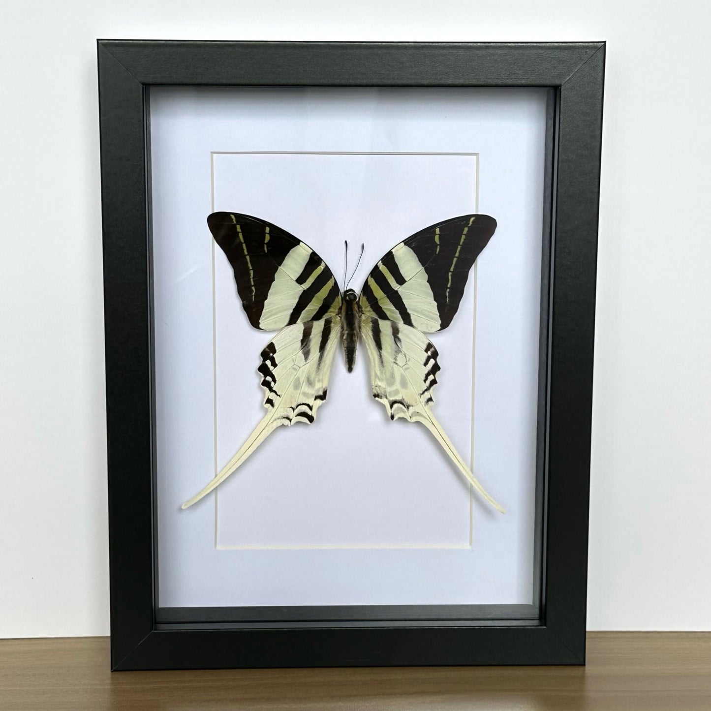 Giant Swordtail Butterfly (Graphium androcles) in a shadow box frame