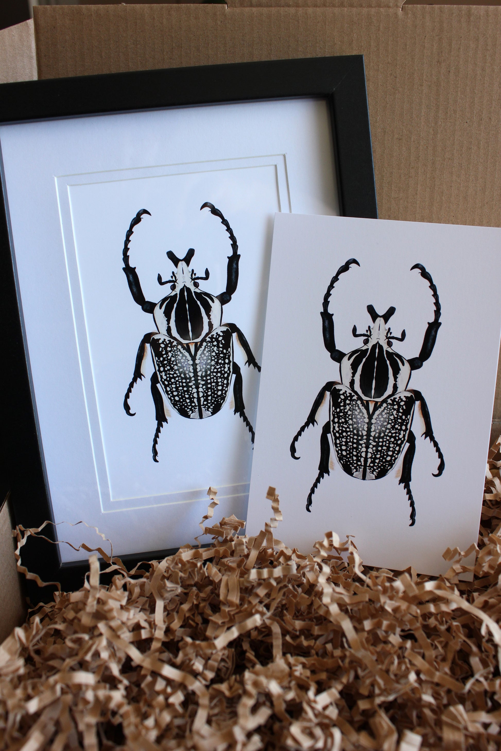 Goliath Beetle (Goliathus orientalis) art print