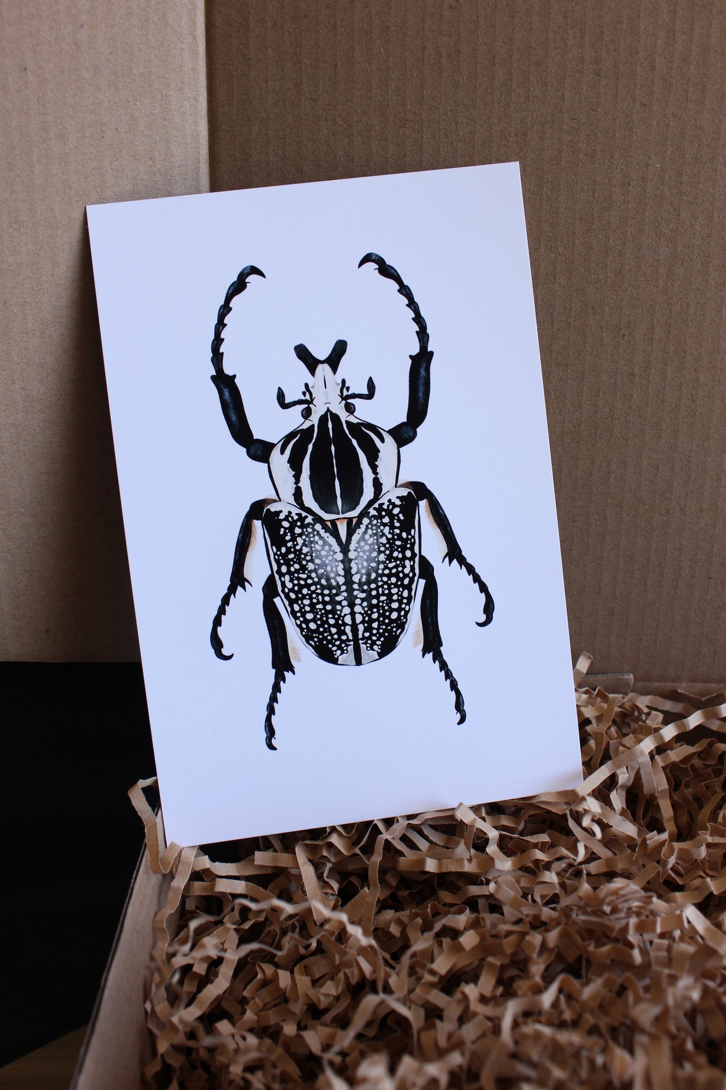 Goliath Beetle (Goliathus orientalis) art print