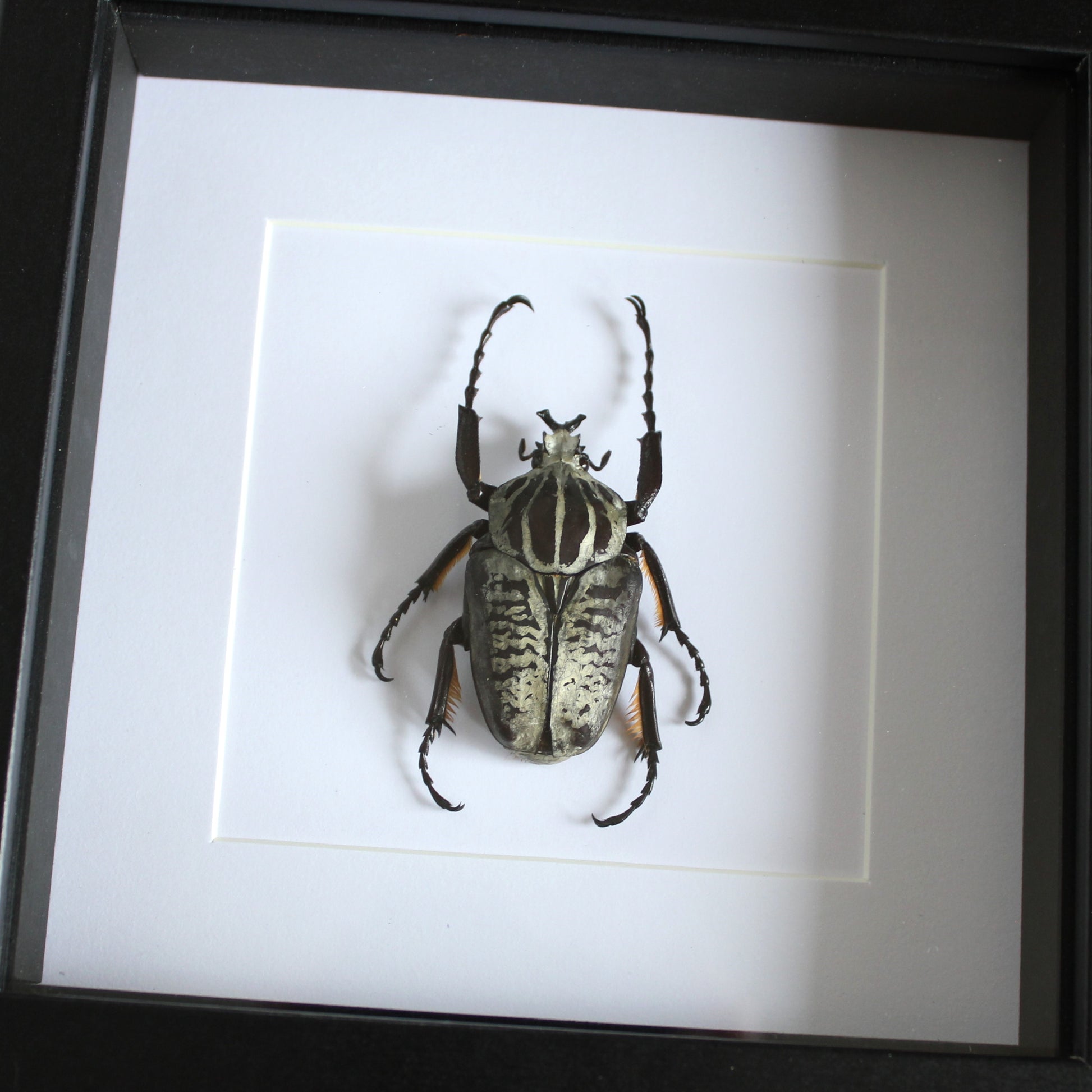 A Goliath Beetle (Goliathus albosignatus) in a black shadow box frame