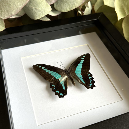 Milon's Swordtail Butterfly (Graphium milon) in a black shadow box frame