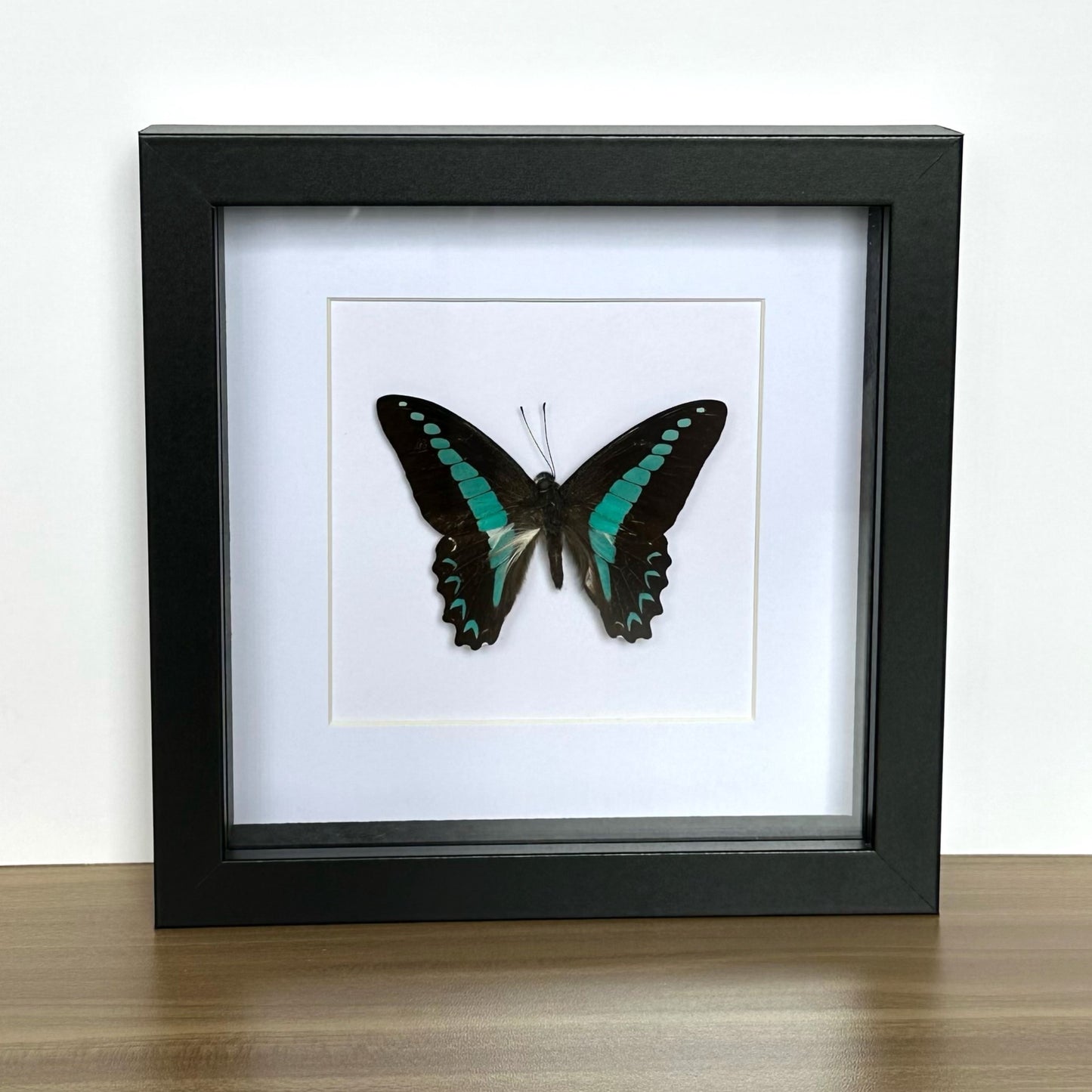 Milon's Swordtail Butterfly (Graphium milon) in a black shadow box frame