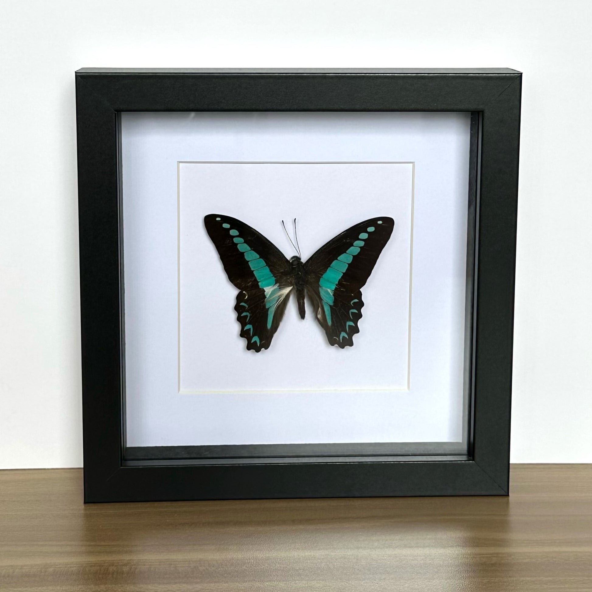 Milon's Swordtail Butterfly (Graphium milon) in a black shadow box frame