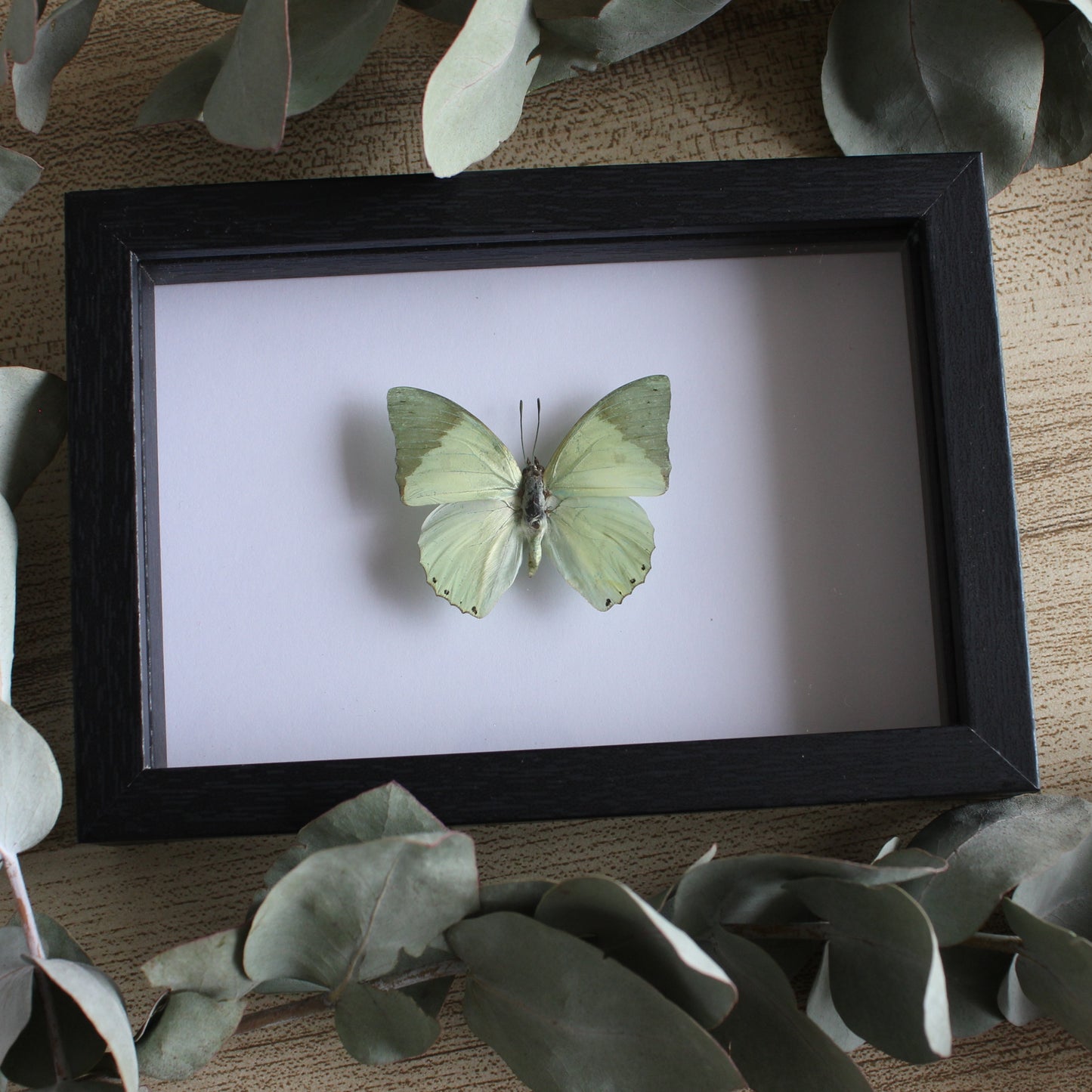 A Common Green Charaxes Butterfly (Charaxes eupale) in a black shadow box frame