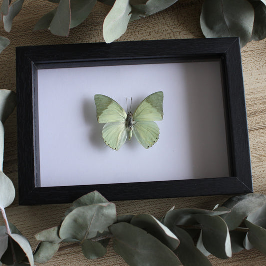 A Common Green Charaxes Butterfly (Charaxes eupale) in a black shadow box frame