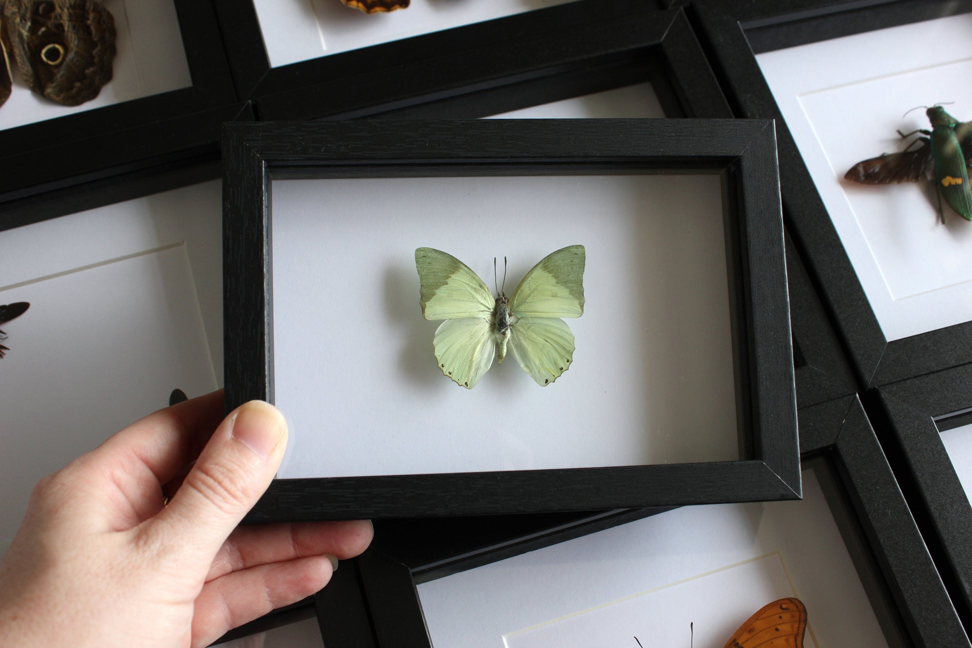 A Common Green Charaxes Butterfly (Charaxes eupale) in a black shadow box frame