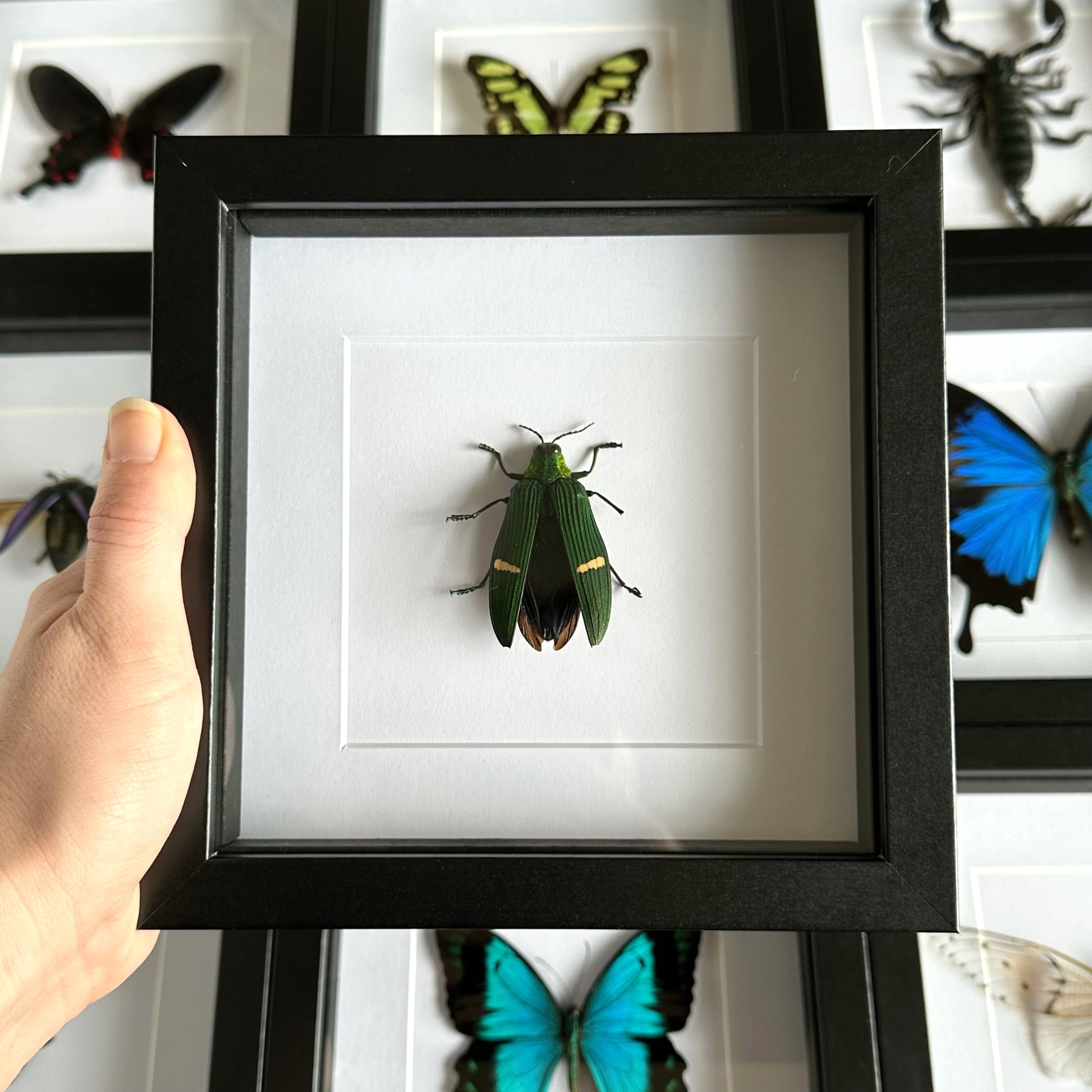 Green-banded Jewel Beetle (Catoxantha opulenta) in a black shadow box frame 