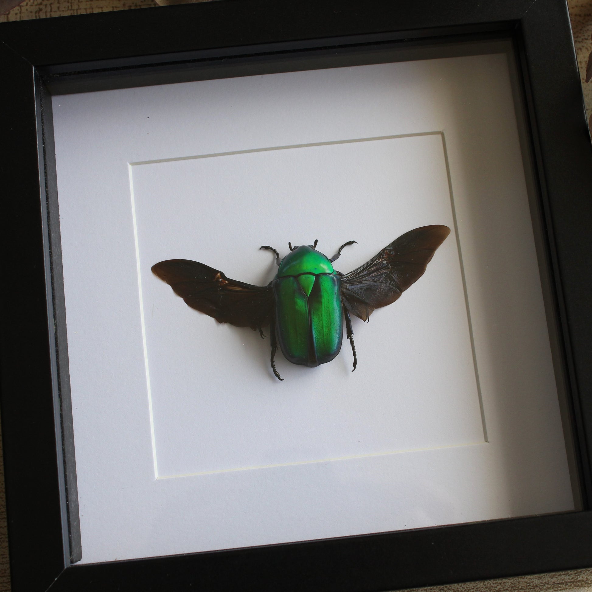 Green scarab beetle (Rhomborhina gigantea) in a black frame