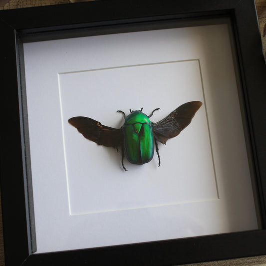 Green scarab beetle (Rhomborhina gigantea) in a black frame