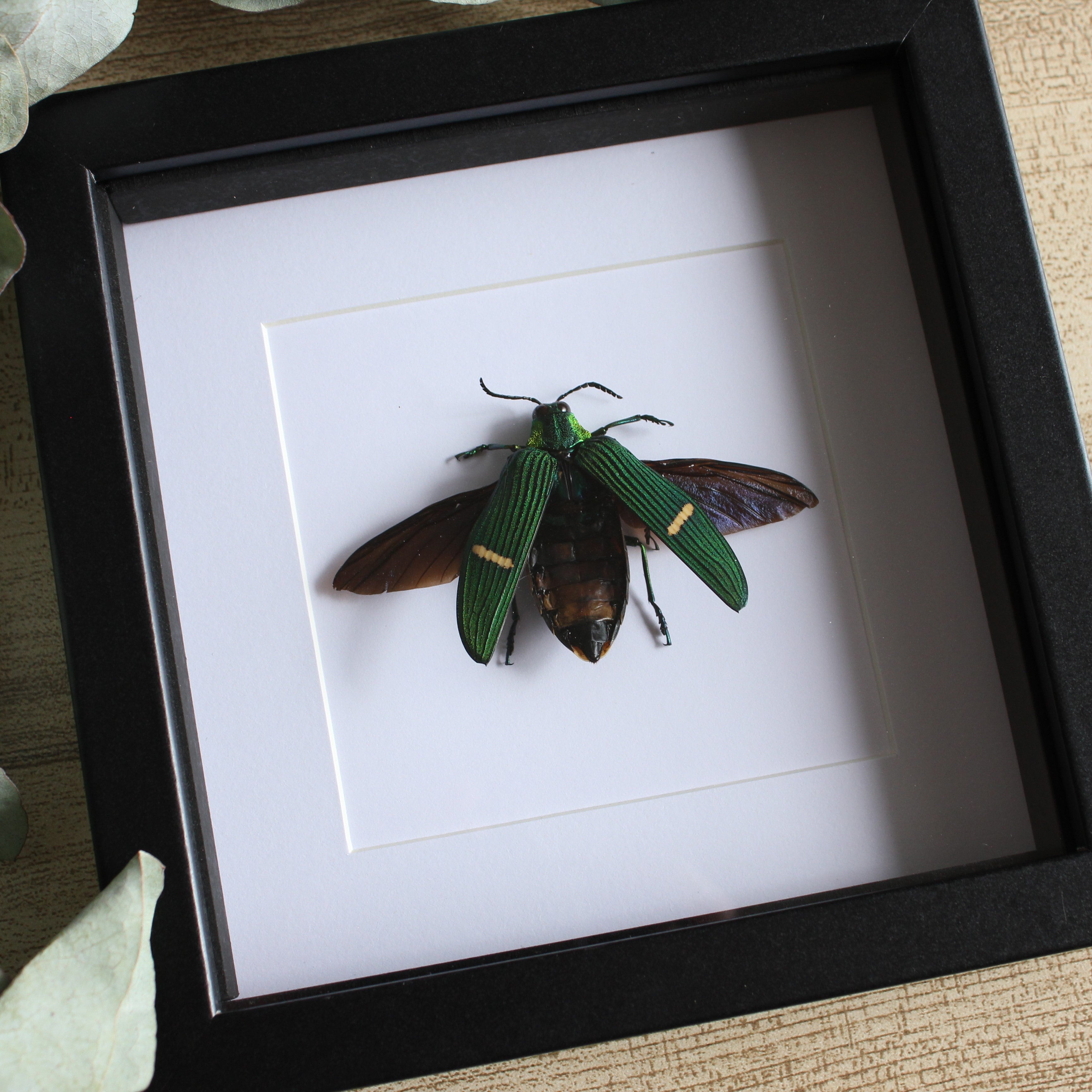 Doctor Oddity | Real Framed Insects Australia