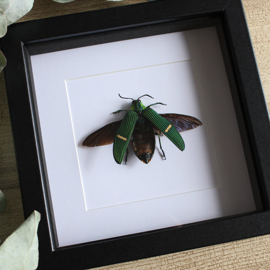 A Green-banded Jewel Beetle (Catoxantha opulenta) in a black shadow box frame 