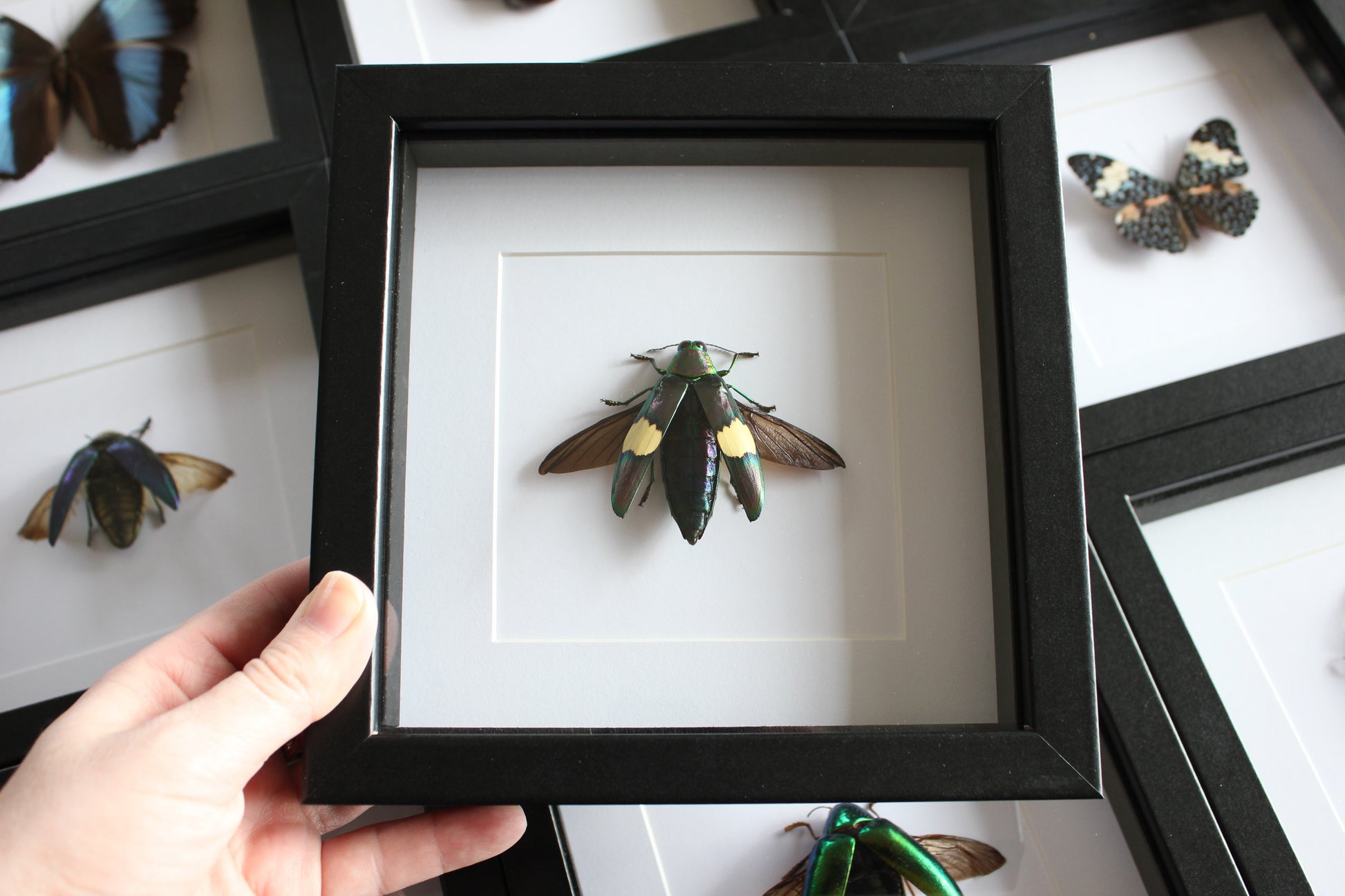 A Green Metallic Jewel Beetle (Chrysochroa saundersii) in a black shadow box frame 