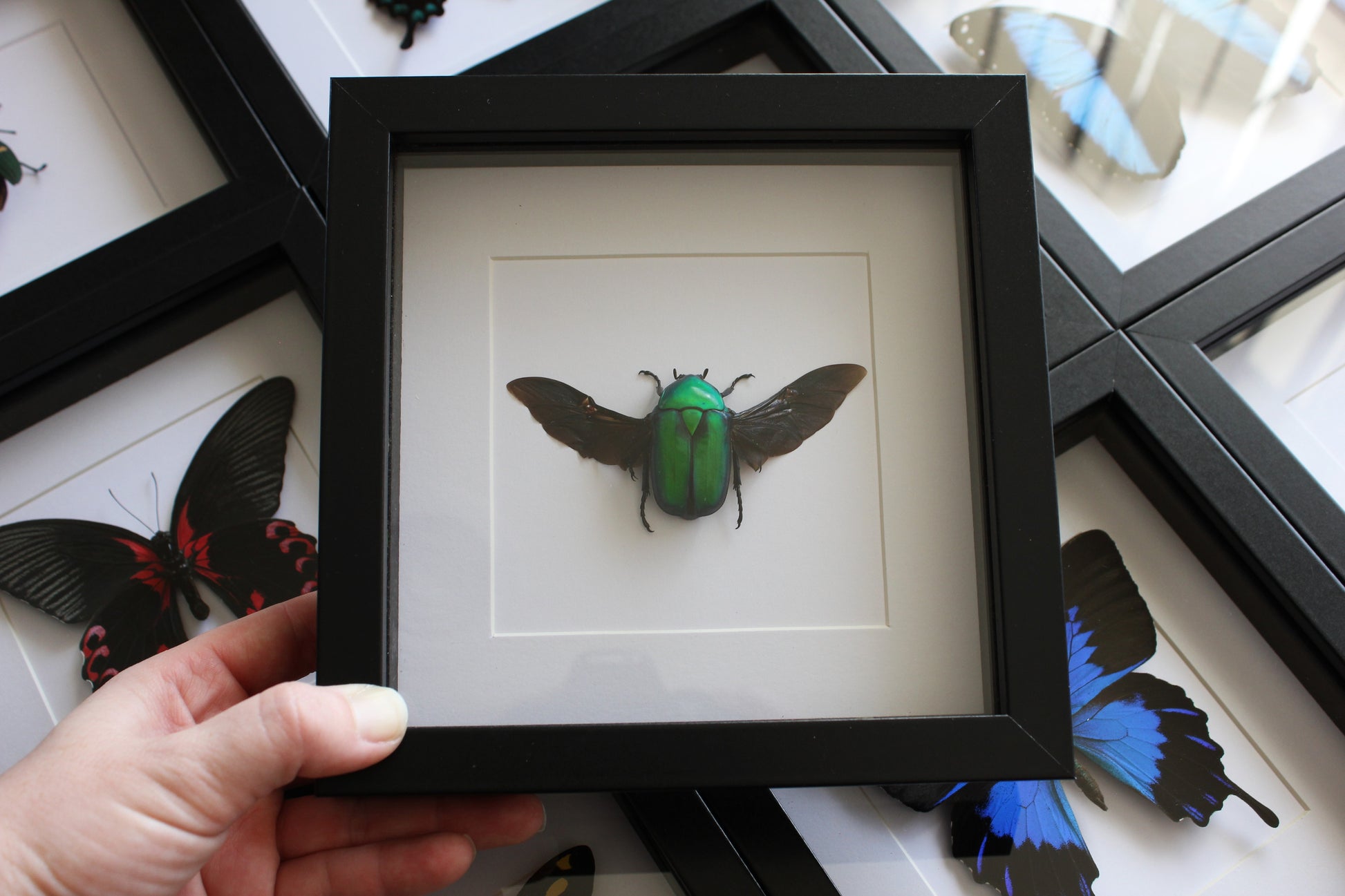 Green scarab beetle (Rhomborhina gigantea) in a black frame