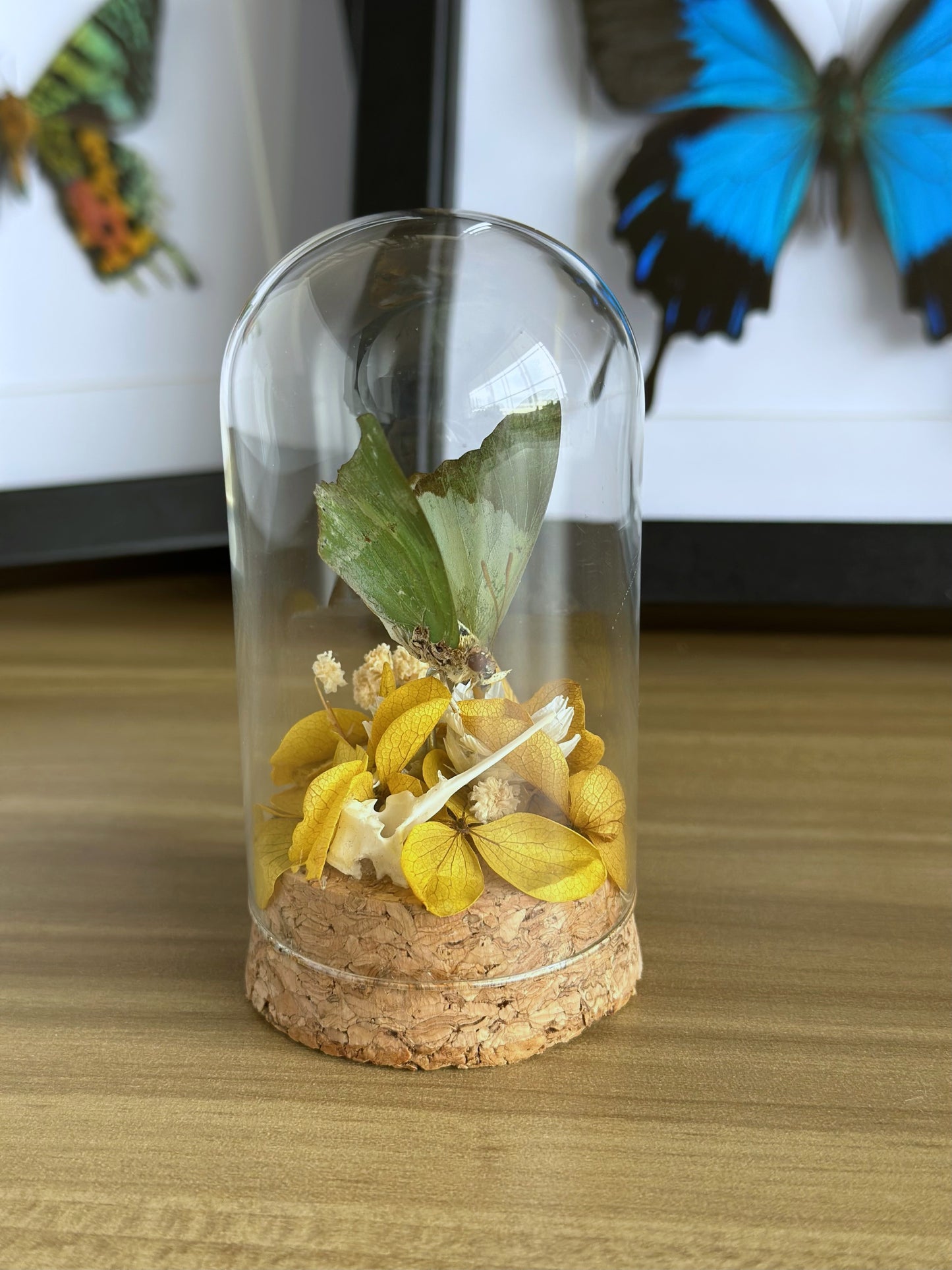 Common Green Charaxes Butterfly (Charaxes eupale) in a glass dome