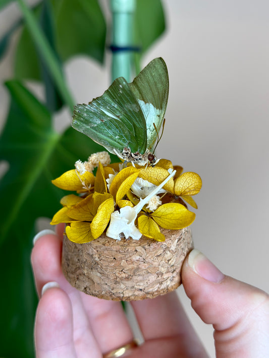 Common Green Charaxes Butterfly (Charaxes eupale) in a glass dome