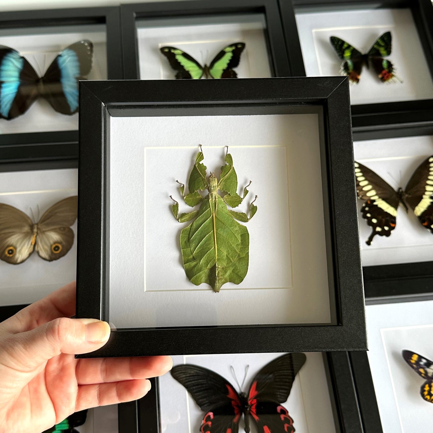 Green leaf insect (Phyllium pulchrifolium) in a black shadow box frame