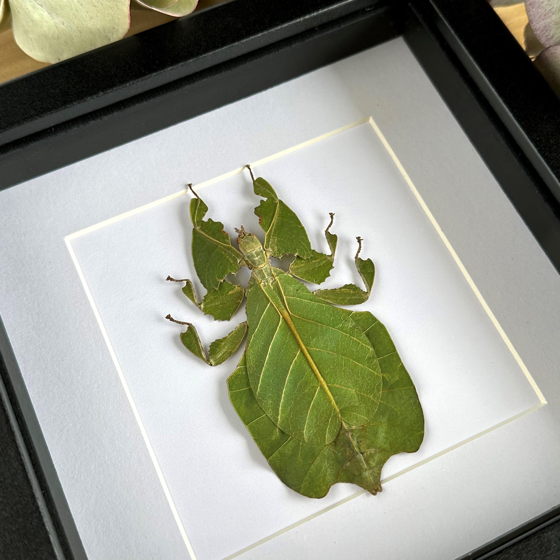 Green leaf insect (Phyllium pulchrifolium) in a black shadow box frame