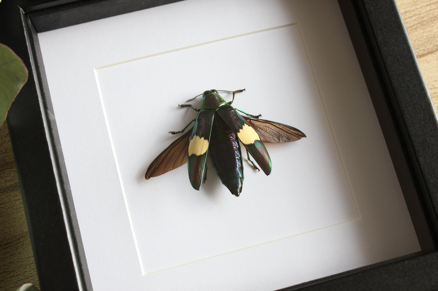 A Green Metallic Jewel Beetle (Chrysochroa saundersii) in a black shadow box frame 