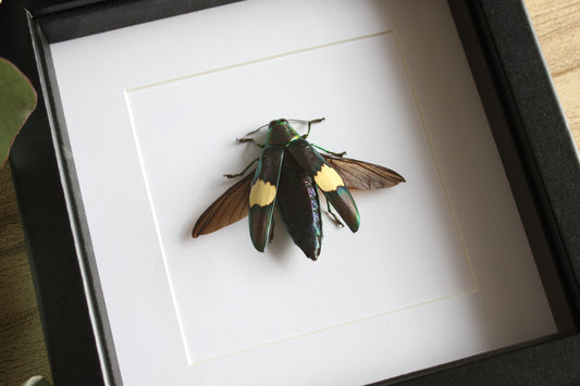 A Green Metallic Jewel Beetle (Chrysochroa saundersii) in a black shadow box frame 