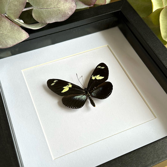 Blue Doris Longwing Butterfly (Heliconius doris) in a shadow box frame