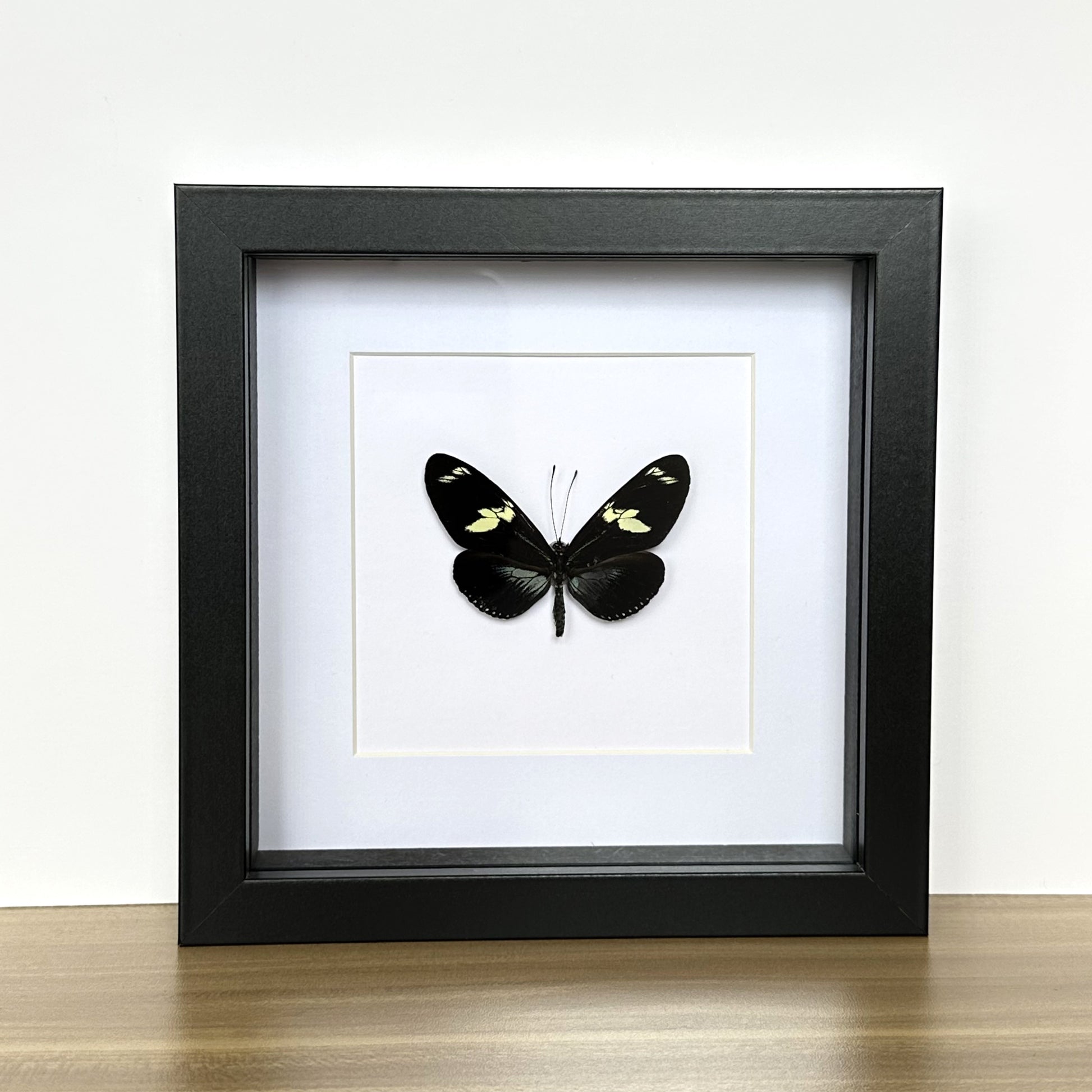 Blue Doris Longwing Butterfly (Heliconius doris) in a shadow box frame