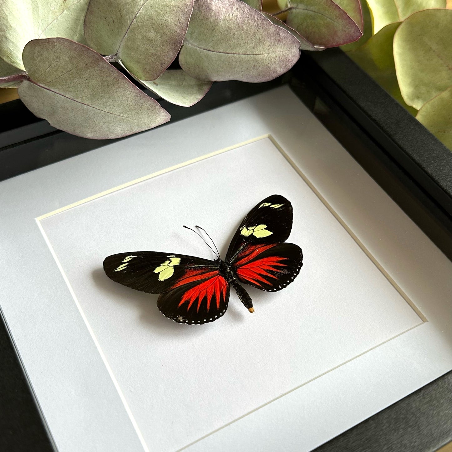 Red Doris Longwing Butterfly (Heliconius doris) in a shadow box frame