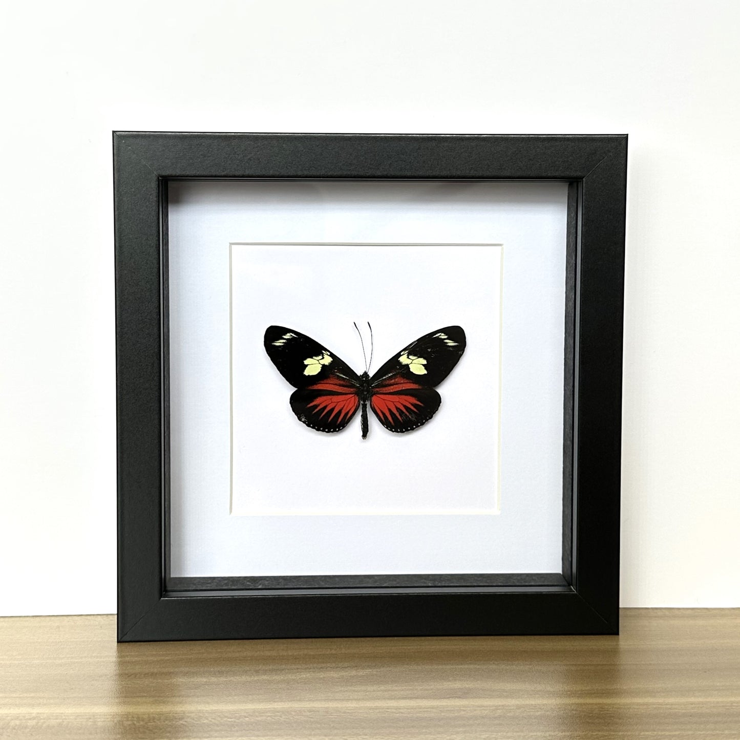 Red Doris Longwing Butterfly (Heliconius doris) in a shadow box frame