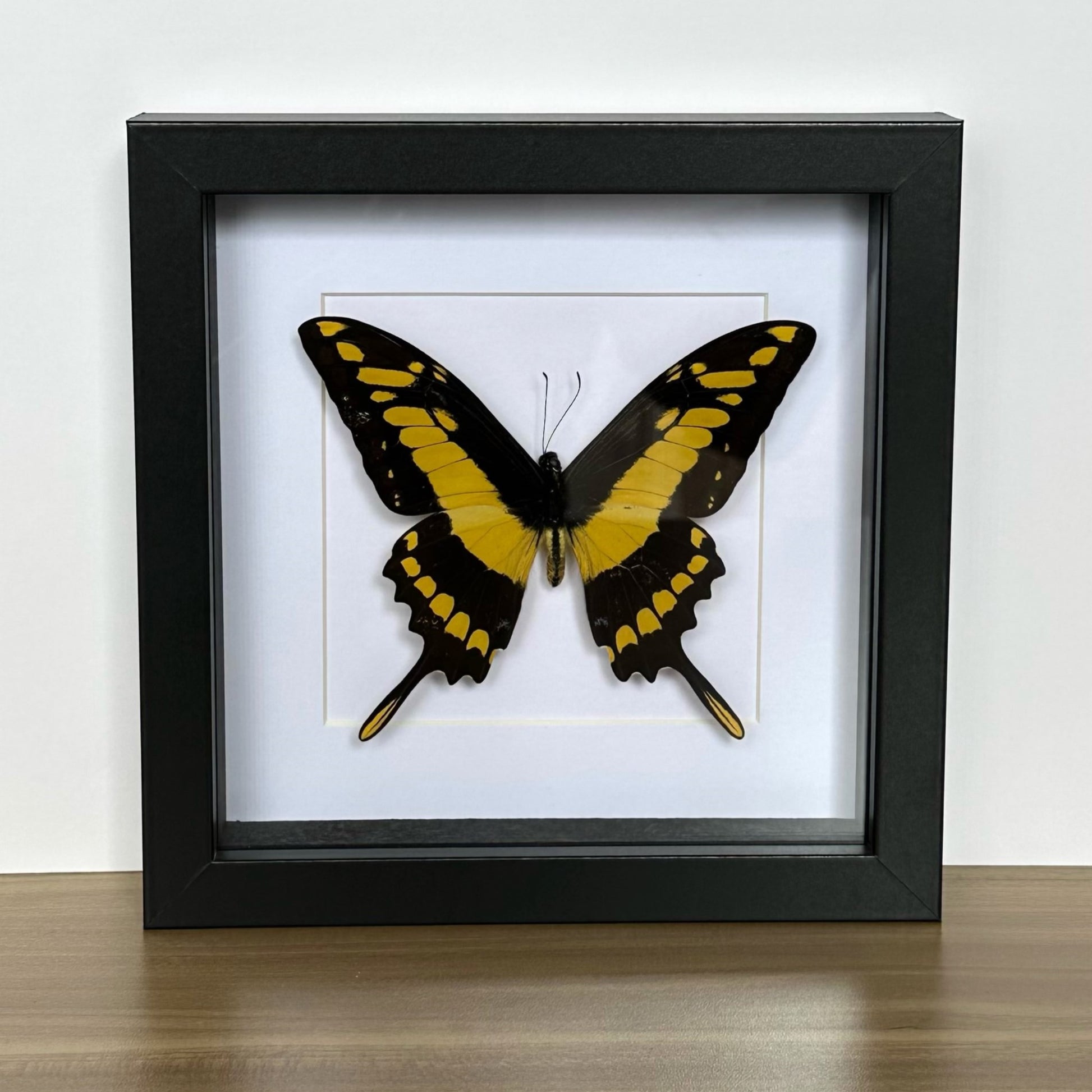 Female Queen Swallowtail In Box Frame (Papilio Androgeus - Foto 3