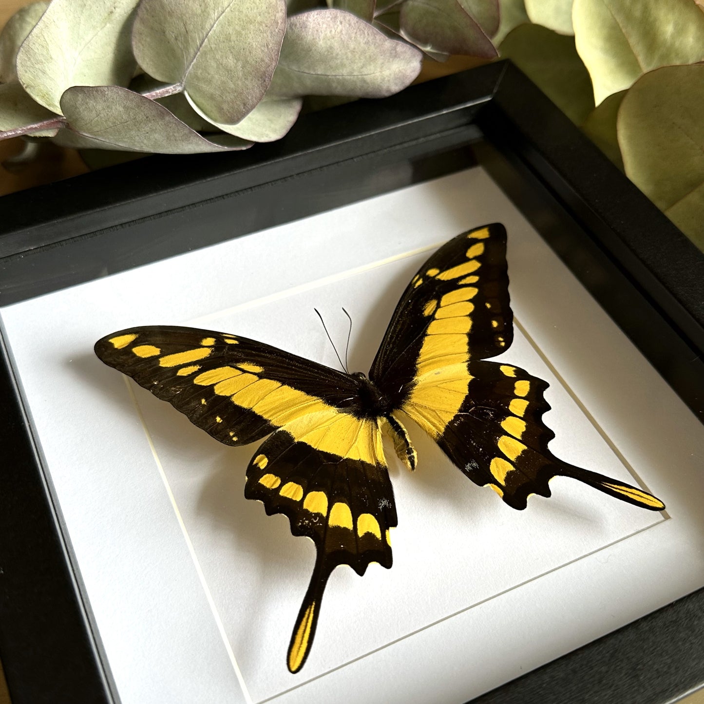 King Swallowtail Butterfly (Heraclides thoas) in a shadow box frame