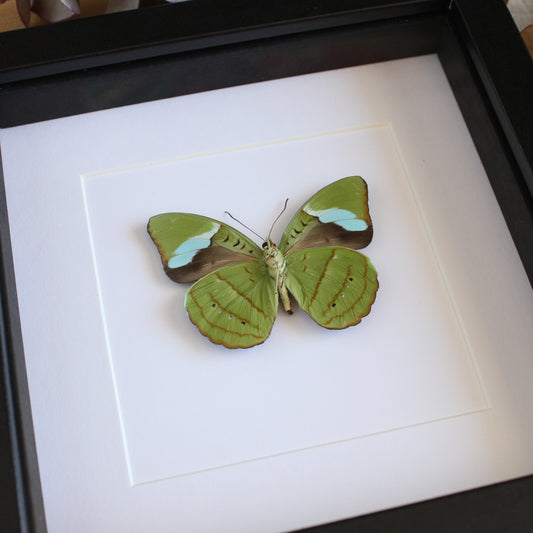 A Hewitson's Olivewing butterfly (Nessaea hewitsonii) in a black shadow box frame