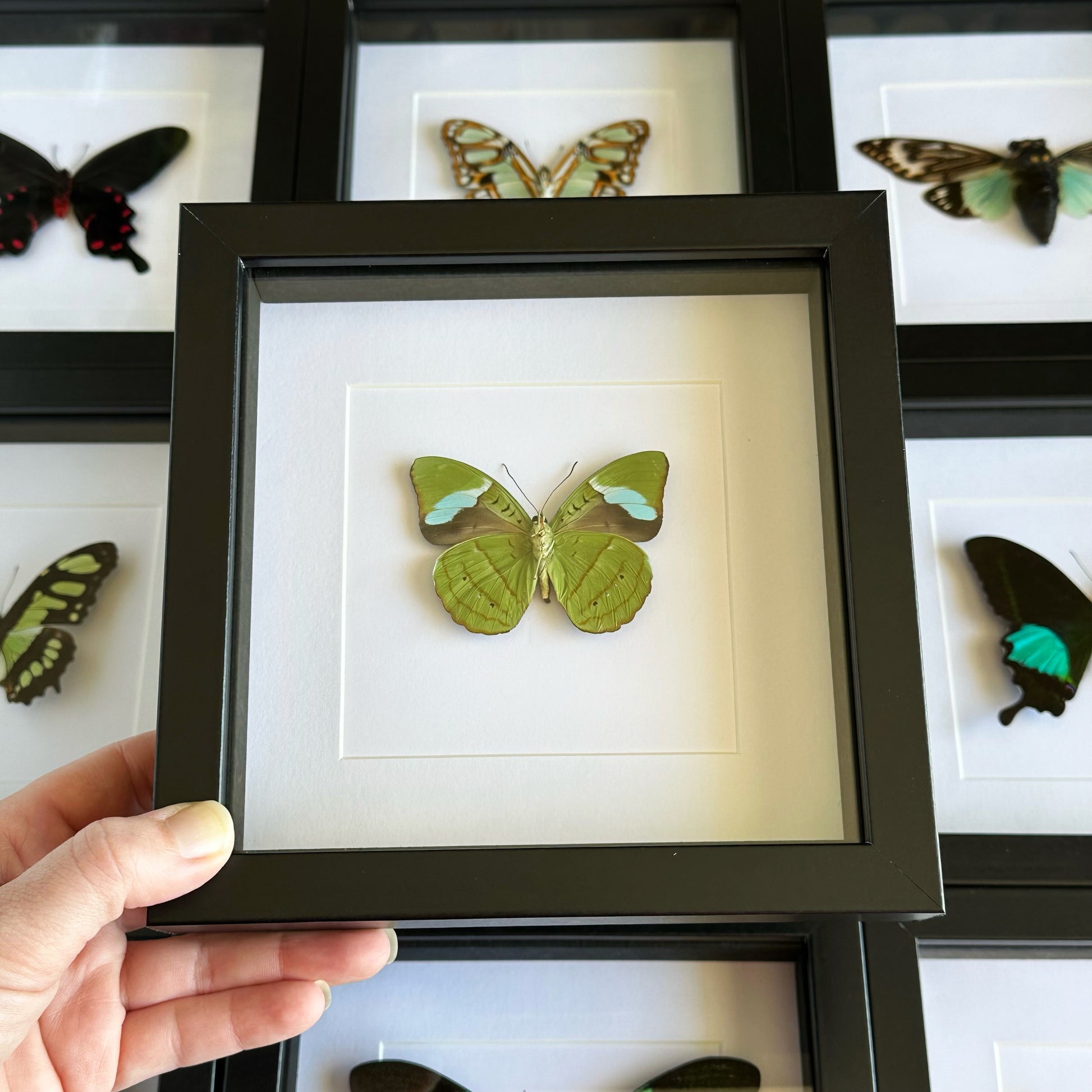 A Hewitson's Olivewing butterfly (Nessaea hewitsonii) in a black shadow box frame