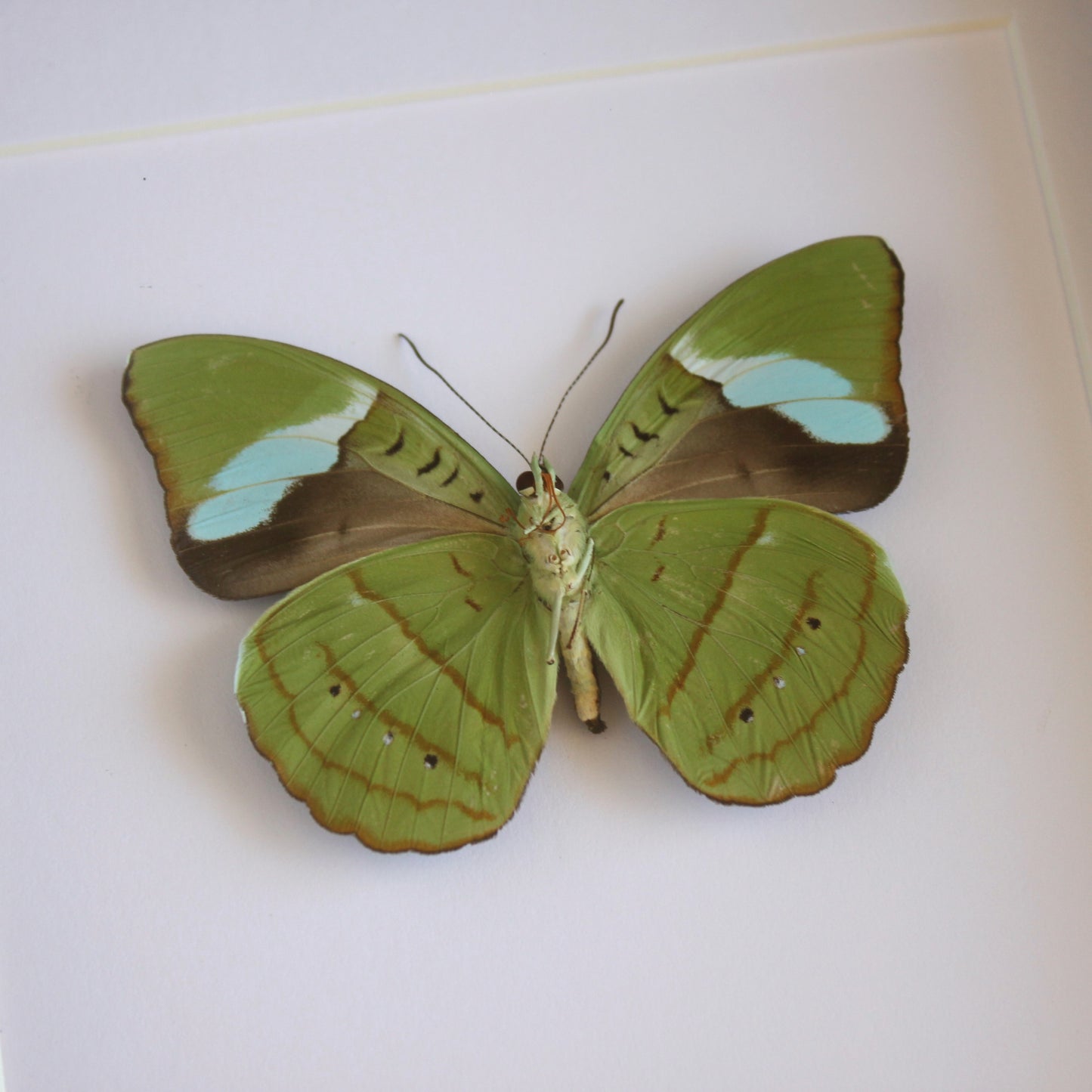 A Hewitson's Olivewing butterfly (Nessaea hewitsonii) in a black shadow box frame