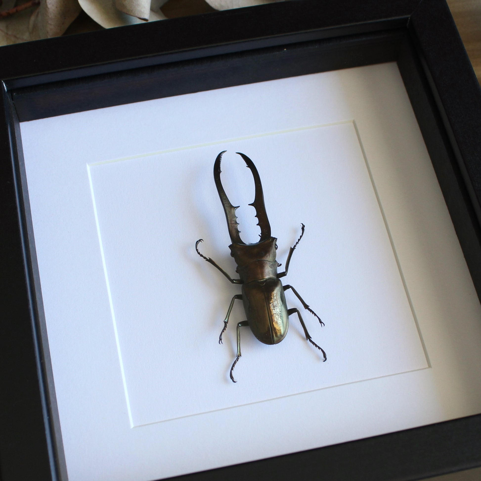 A Metallic Stag Beetle (Cyclommatus metallifer finae) in a black shadow box frame