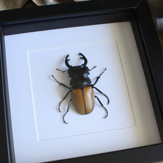 A Large Stag Beetle (Odontolabis mouhotii elegans) in a black shadow box frame