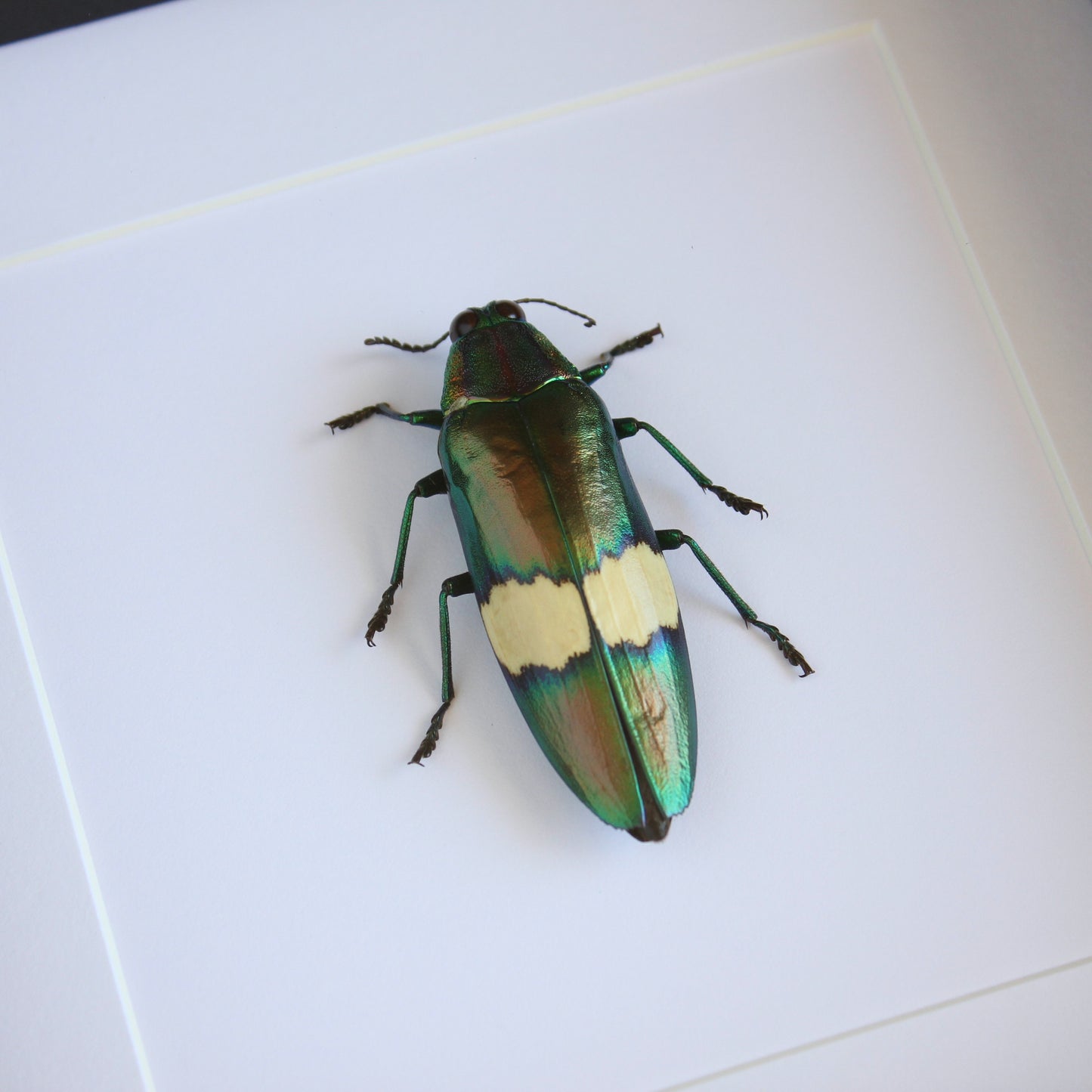 Green Metallic Jewel Beetle (Chrysochroa saundersii) in a black shadow box frame