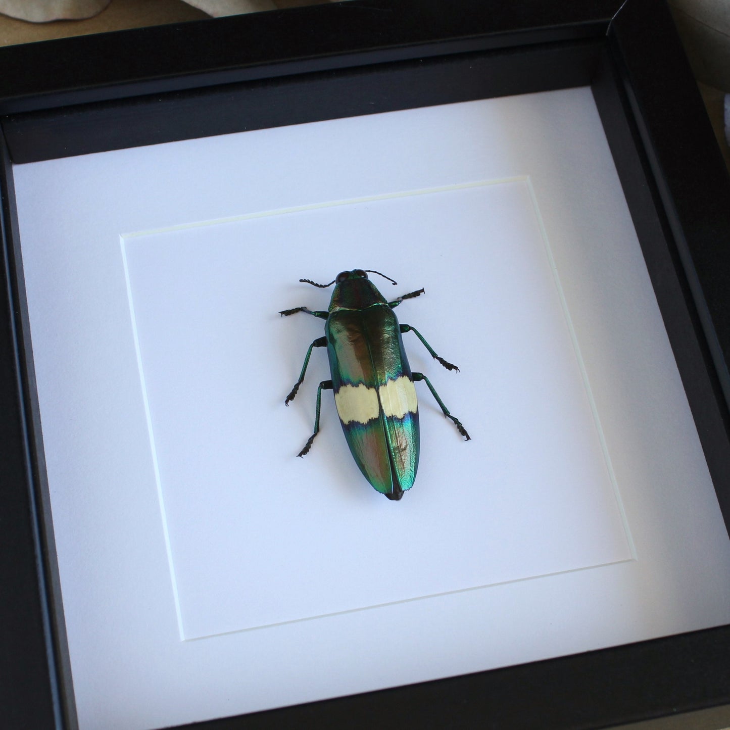 Green Metallic Jewel Beetle (Chrysochroa saundersii) in a black shadow box frame