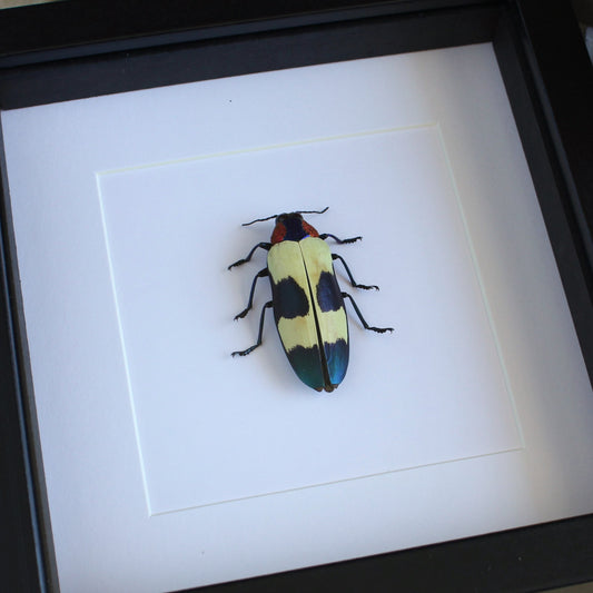 A Red Speckled Jewel Beetle (Chrysochroa buqueti buqueti) in a black shadow box frame