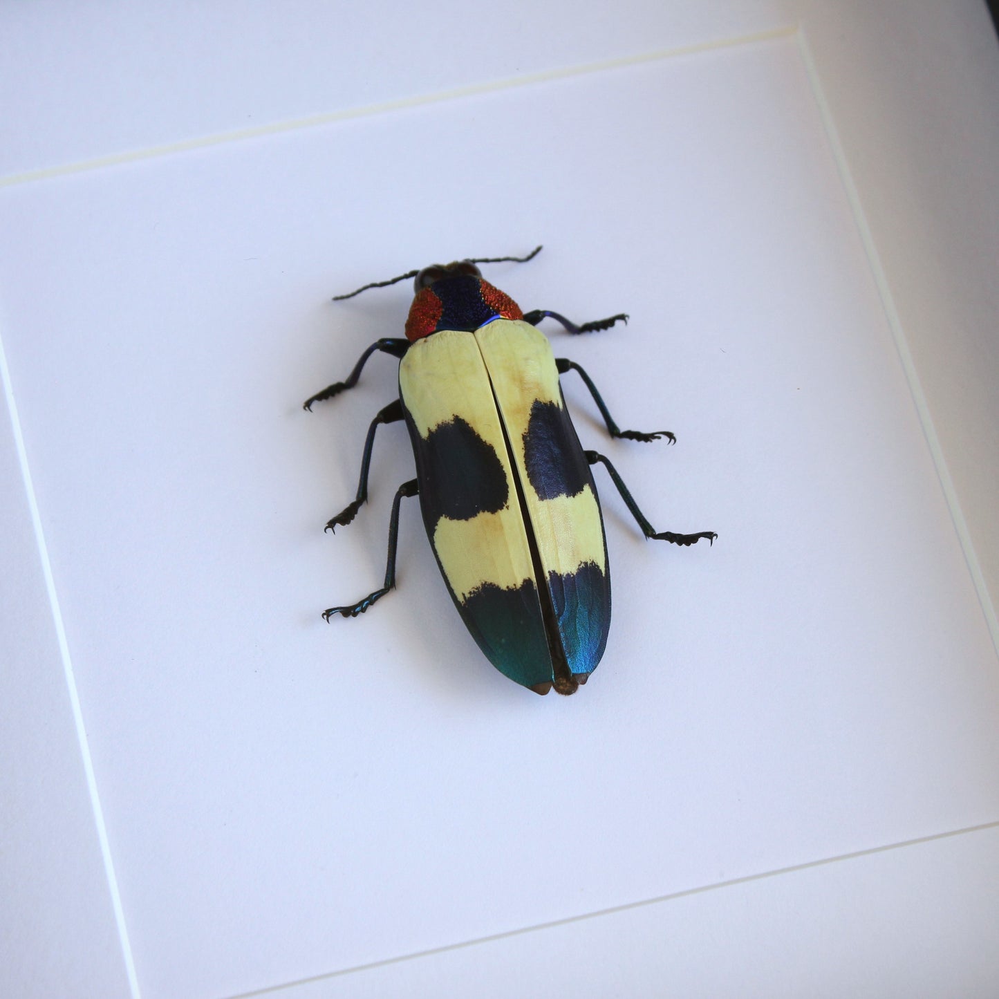 A Red Speckled Jewel Beetle (Chrysochroa buqueti buqueti) in a black shadow box frame