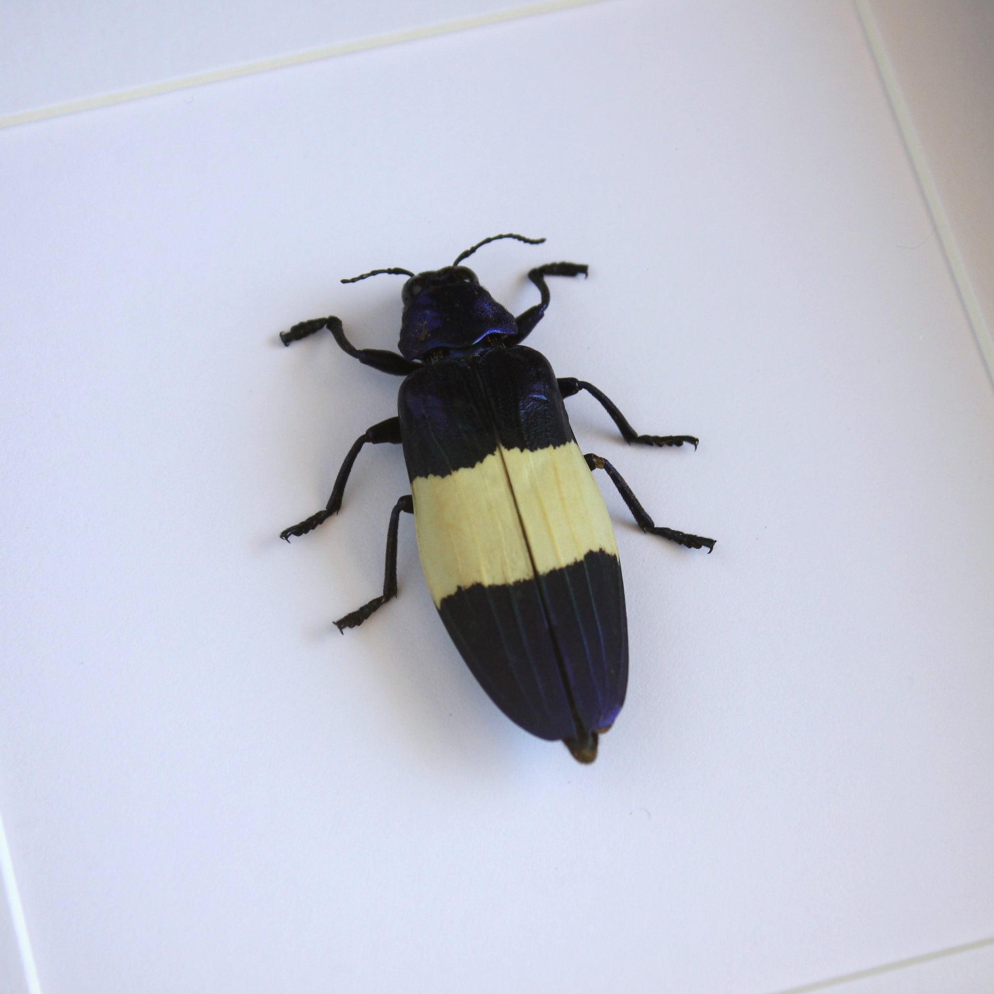 A Metallic Jewel Beetle (Chrysochroa castelnaudi) in black shadow box frame