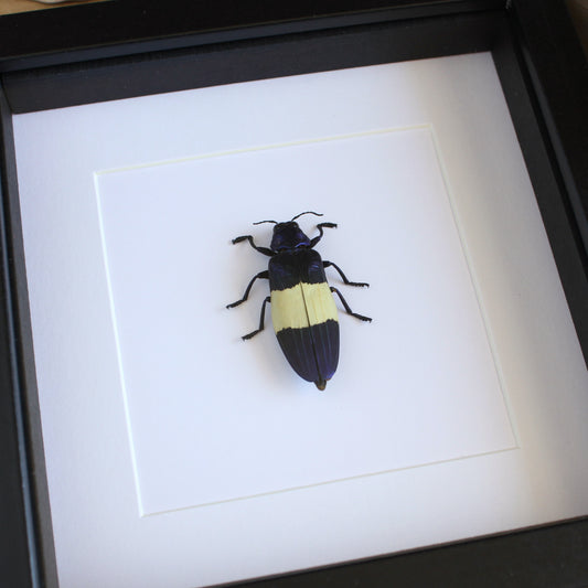 A Metallic Jewel Beetle (Chrysochroa castelnaudi) in black shadow box frame