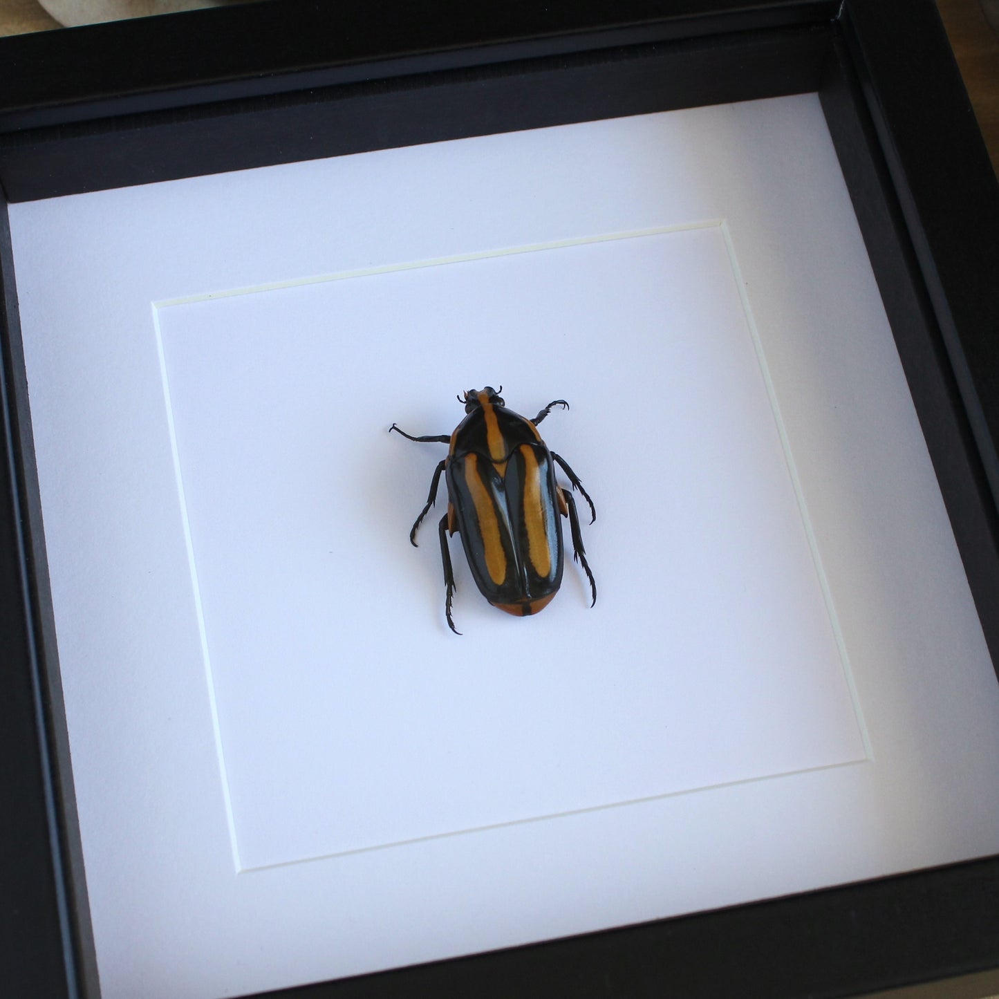 A Black Tiger Beetle (Clerota rigifica) in a black shadow box frame