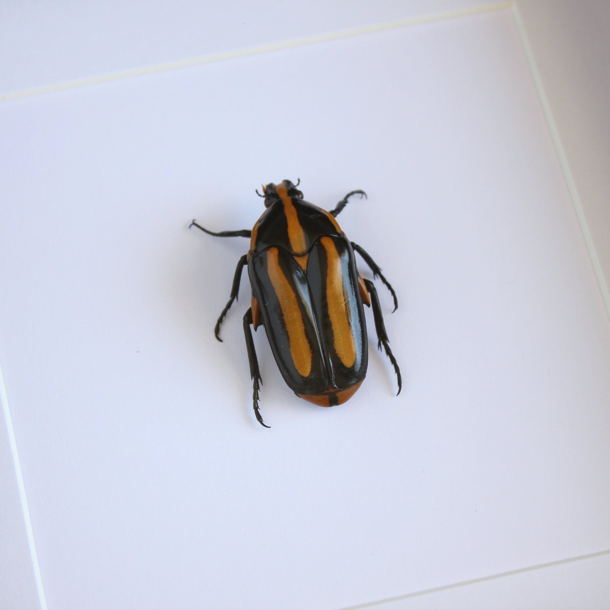 A Black Tiger Beetle (Clerota rigifica) in a black shadow box frame