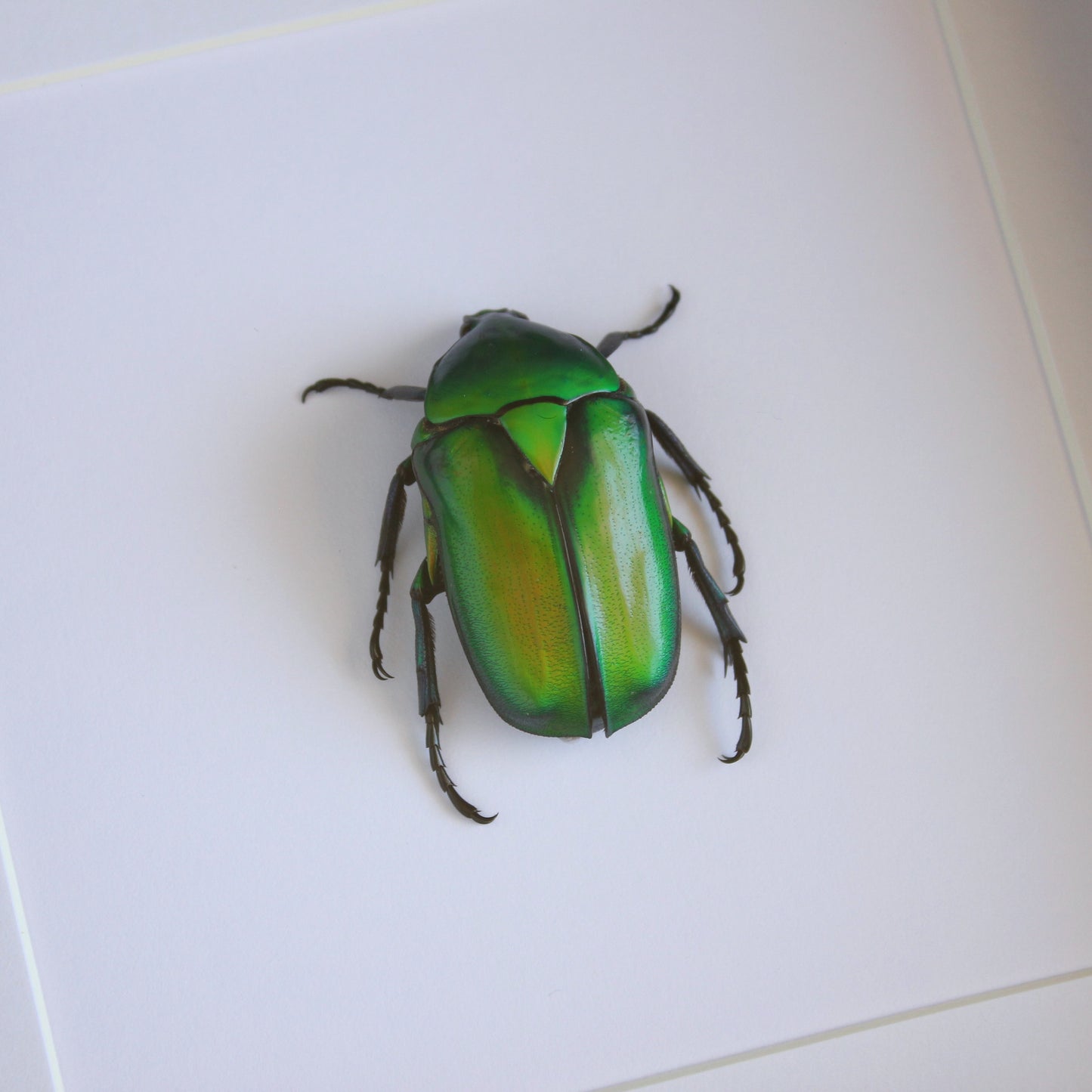 A Large Green Scarab Beetle (Rhomborhina gigantea) in a black shadow box frame