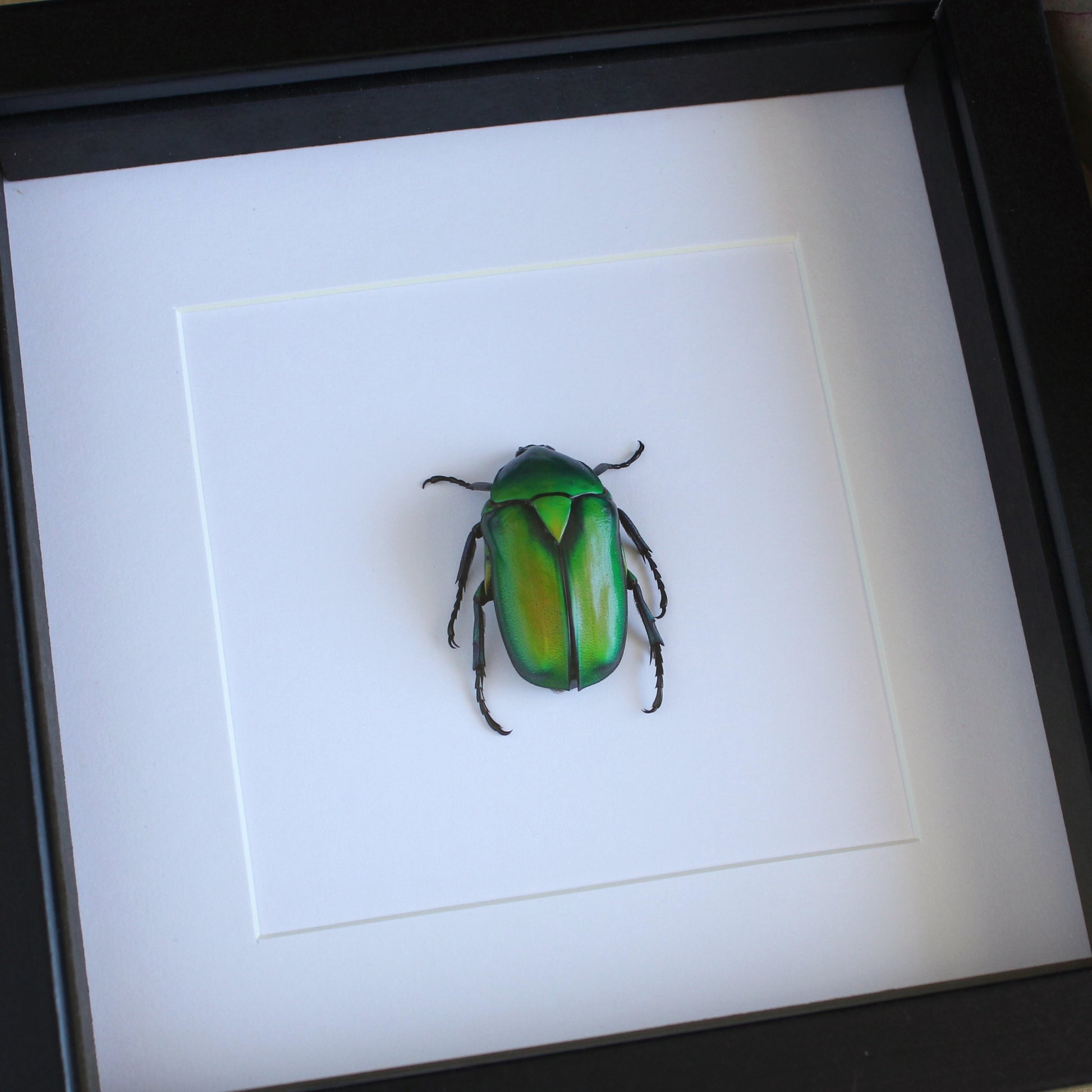 A Large Green Scarab Beetle (Rhomborhina gigantea) in a black shadow box frame