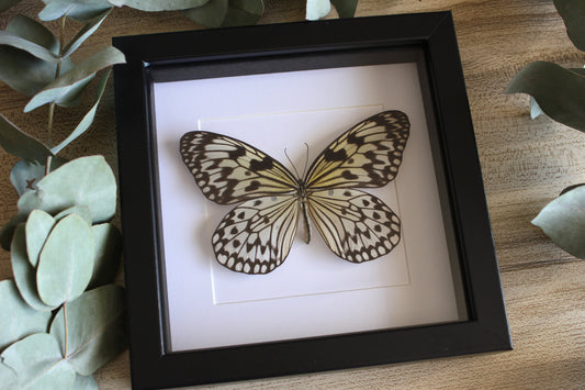 Large tree nymph butterfly (Idea leuconoe) in a black shadow box frame